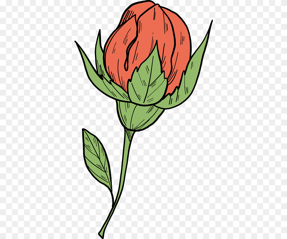 Rose Bud Clipart Garden Roses, Flower, Leaf, Plant, Carnation Png Image