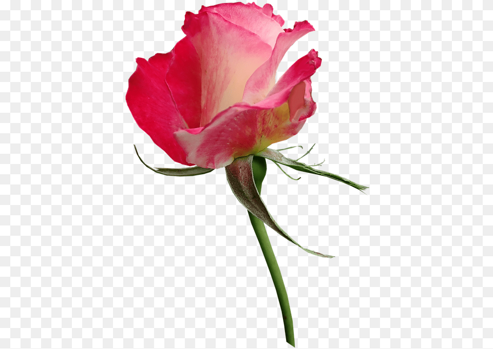 Rose Bud Fragrant Cut Out Isolated Flower Perfume Hybrid Tea Rose, Plant, Petal, Geranium Free Png