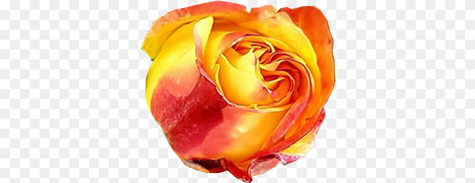 Rose Bud Opening Into Bloom Plant Images No Background Graphics, Flower, Petal Free Transparent Png