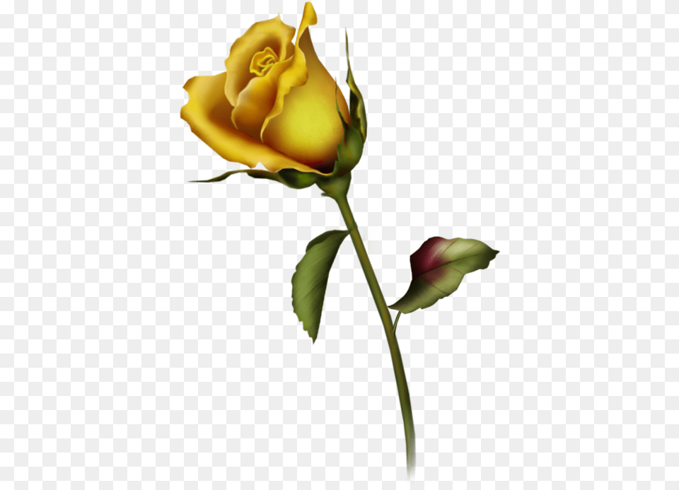 Rose Bud Pictures Yellow Rose Tattoo Design, Flower, Plant Free Png Download