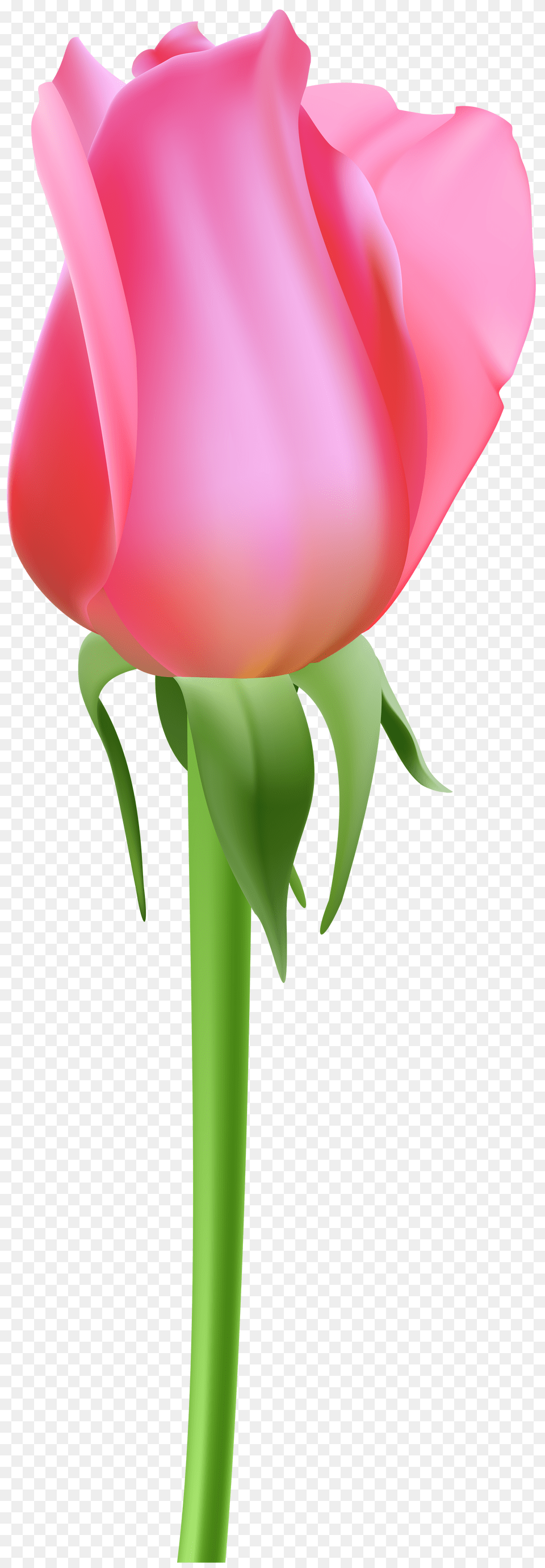 Rose Bud Pink Clip, Flower, Plant, Tulip, Petal Png Image