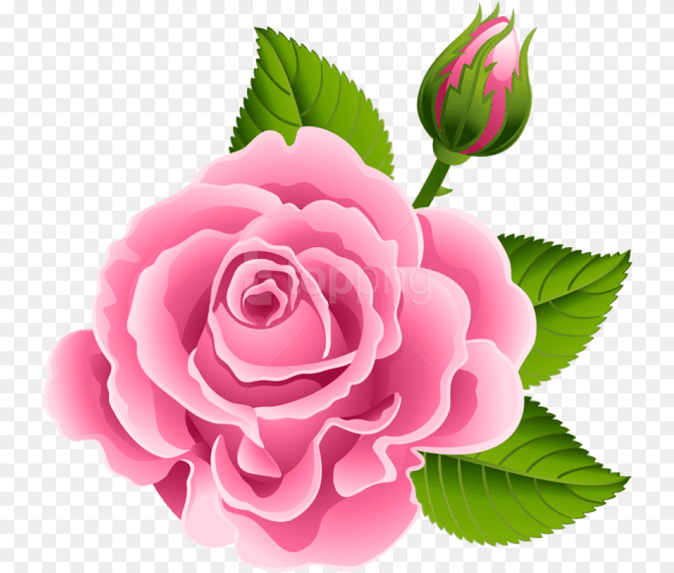 Rose Bud Pink Rose Bud Clipart, Flower, Plant Png Image