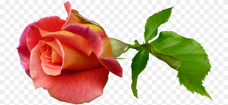 Rose Bud Stem Bloom Rose Bud On Stem, Flower, Plant Free Transparent Png