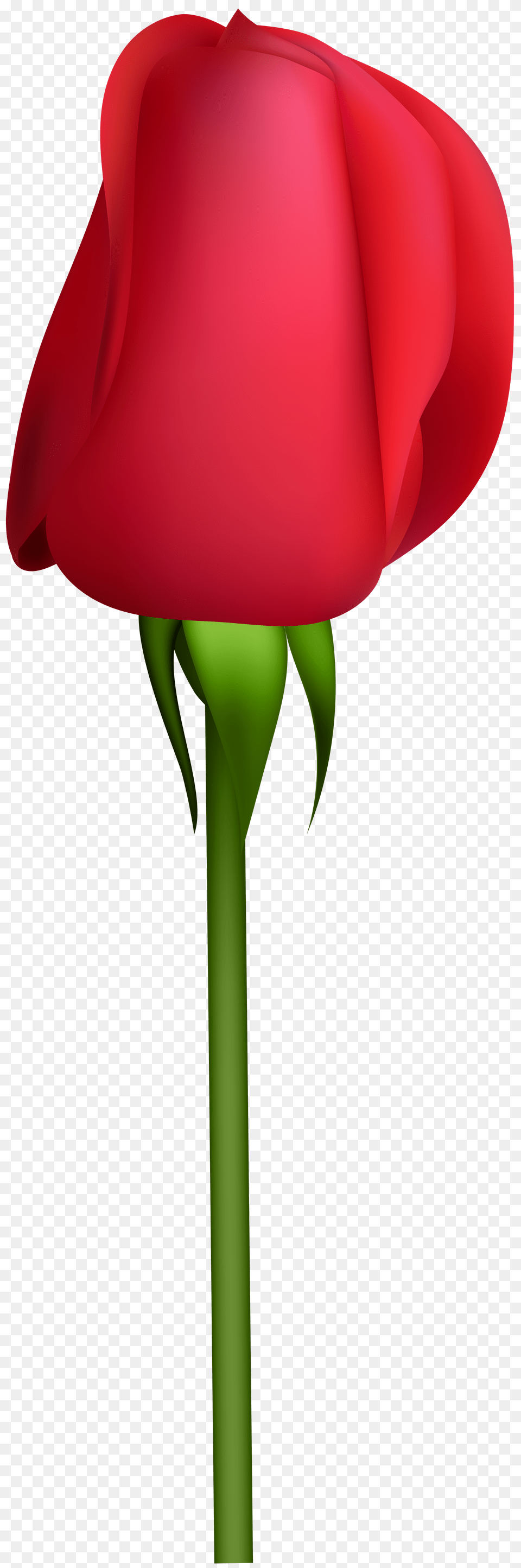 Rose Bud Transparent Clip, Flower, Petal, Plant, Adult Free Png