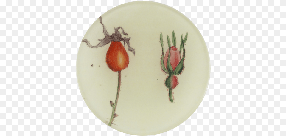 Rose Bud Tulip, Food, Meal, Dish, Plate Free Png Download