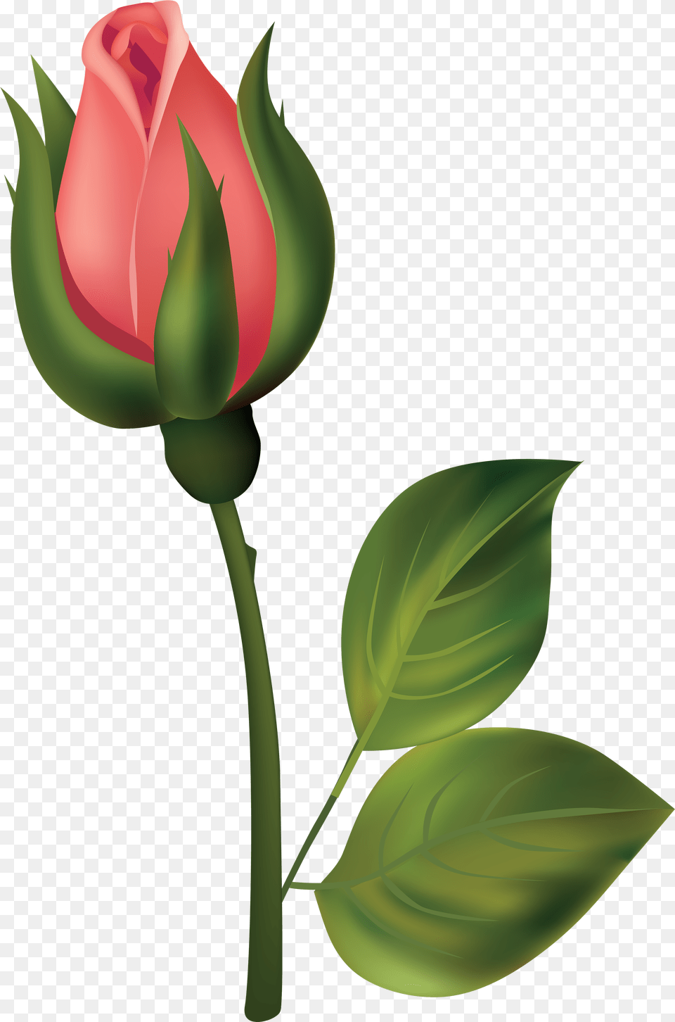 Rose Buds, Flower, Plant Free Png Download