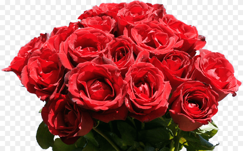 Rose Bunch, Flower, Flower Arrangement, Flower Bouquet, Plant Free Transparent Png