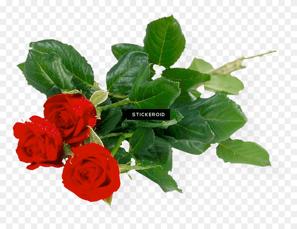 Rose Bunch Flower Bunch Hd Png Image