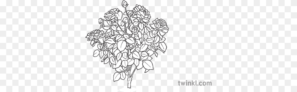 Rose Bush Black And White Illustration Twinkl Line Art, Drawing, Chandelier, Floral Design, Graphics Png Image