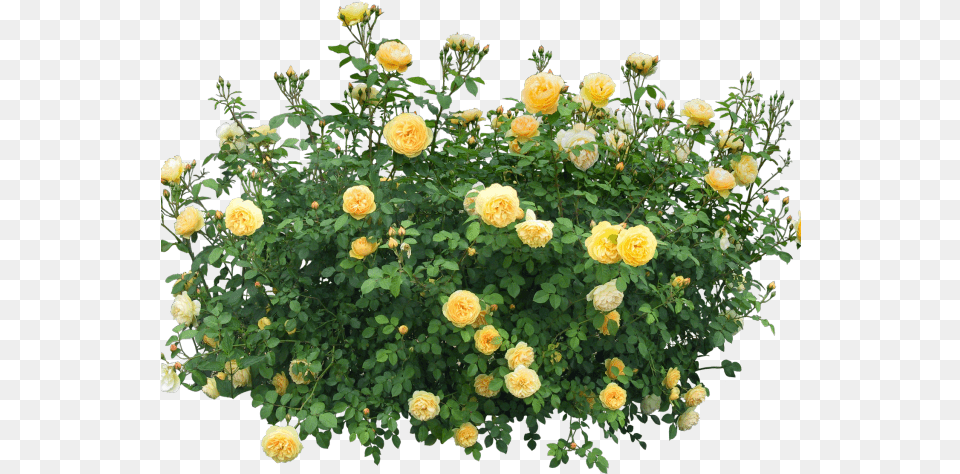 Rose Bush Clipart Rose Garden, Flower, Plant, Flower Arrangement, Flower Bouquet Png Image