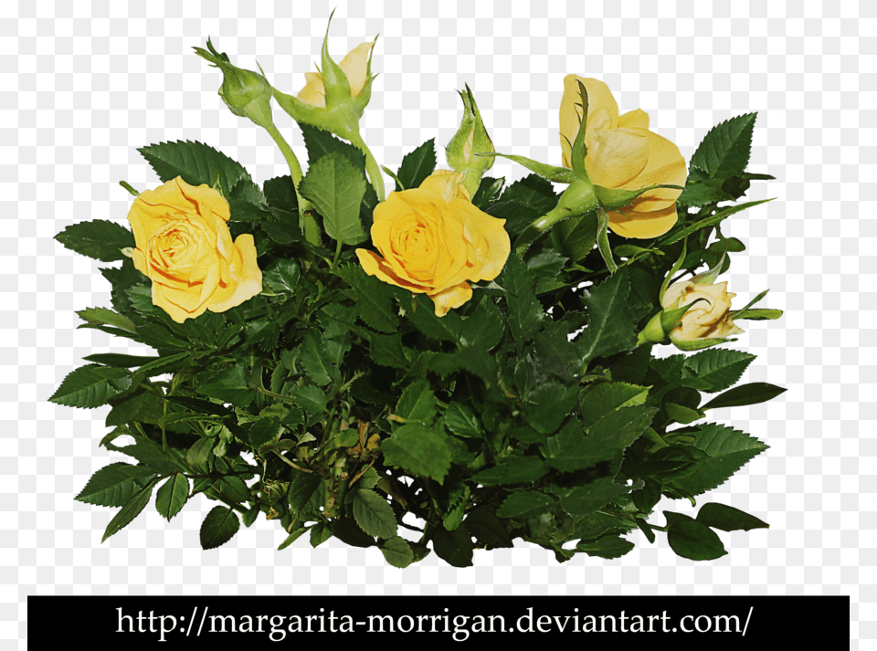 Rose Bush Clipart Shrub Plan Of Beautiful Rose Bushes, Flower, Flower Arrangement, Flower Bouquet, Plant Free Png Download