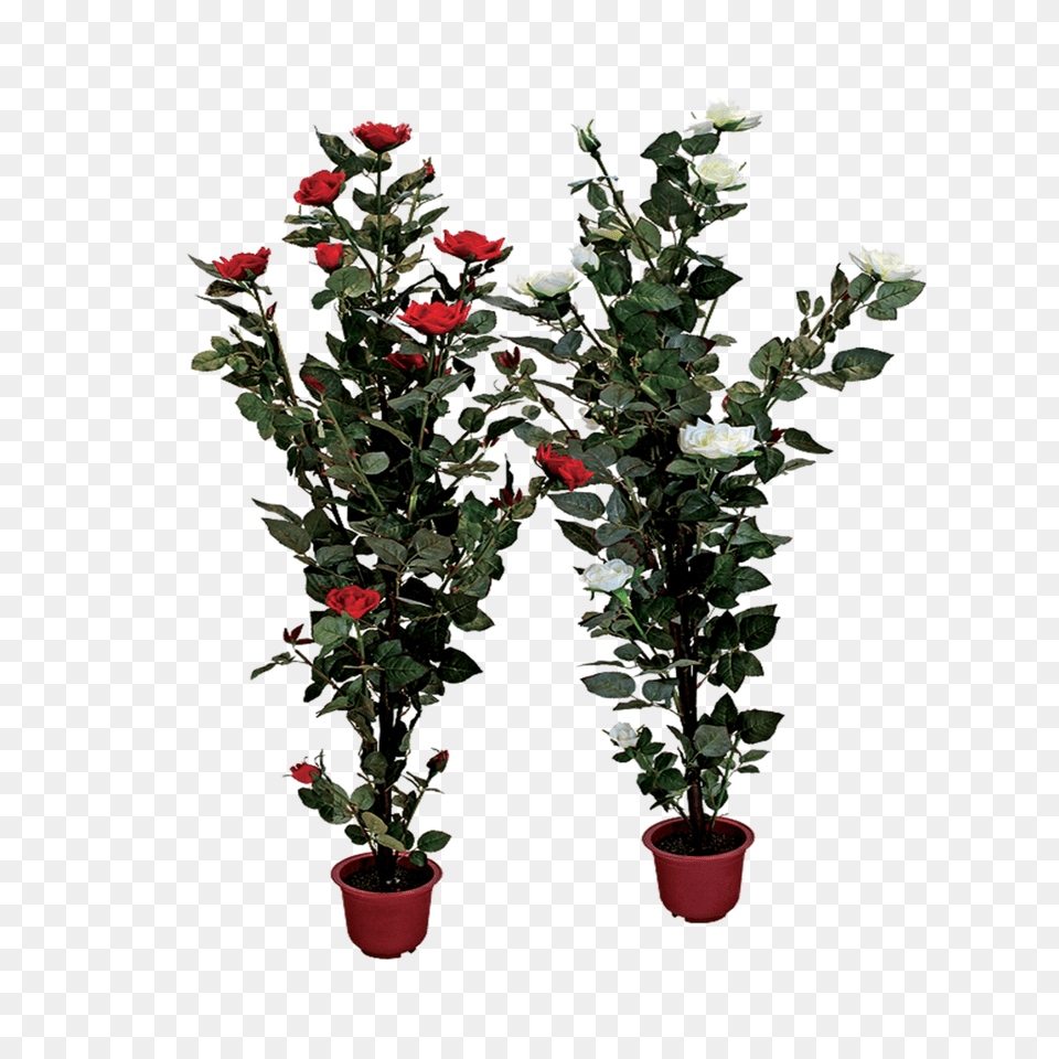 Rose Bush Clipart Shrub Plan Transparent Background Flower With Pot, Flower Arrangement, Plant, Potted Plant, Flower Bouquet Png
