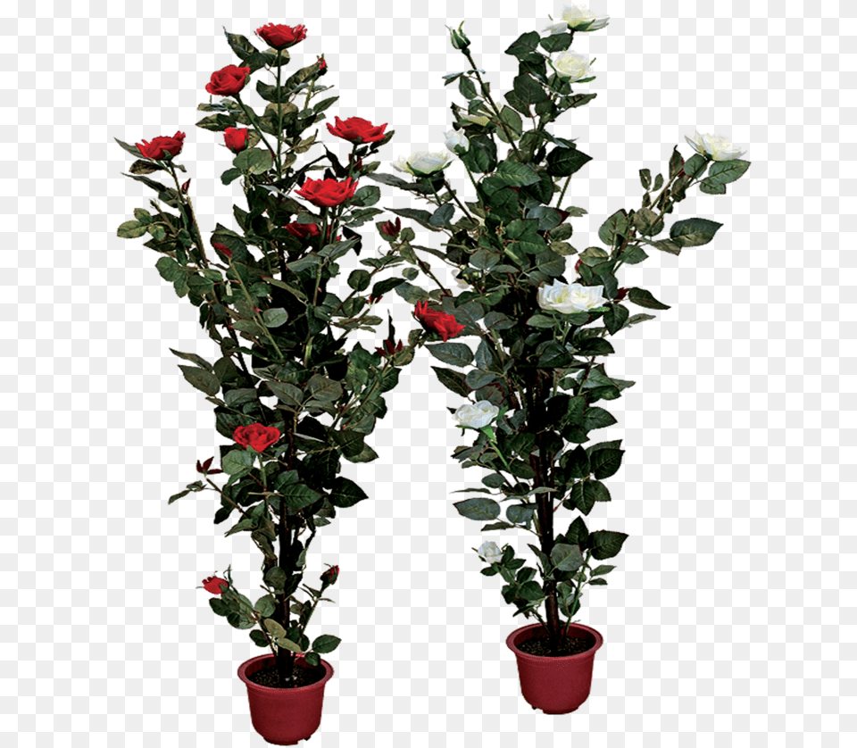 Rose Bush Clipart Shrub Plan Transparent Flower Pot, Flower Arrangement, Plant, Potted Plant, Leaf Free Png Download