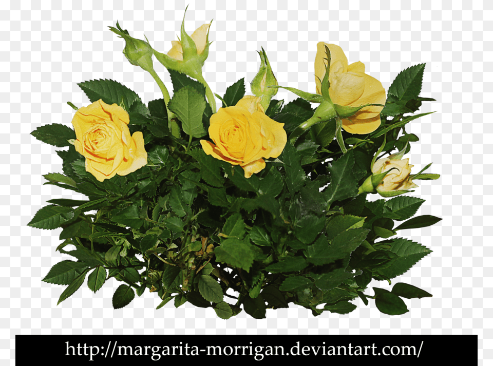 Rose Bush Clipart Shrub Plan Yellow Rose Bush, Flower, Flower Arrangement, Flower Bouquet, Plant Png