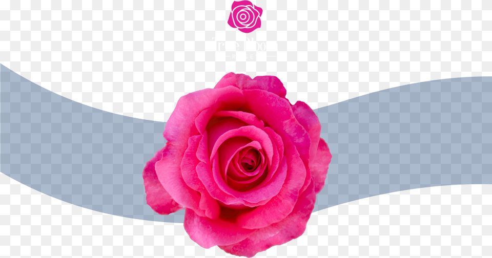 Rose Bush Garden Roses, Flower, Plant, Petal Free Png