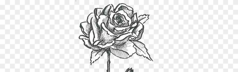 Rose Bush Garden Roses, Art, Drawing, Flower, Plant Free Transparent Png