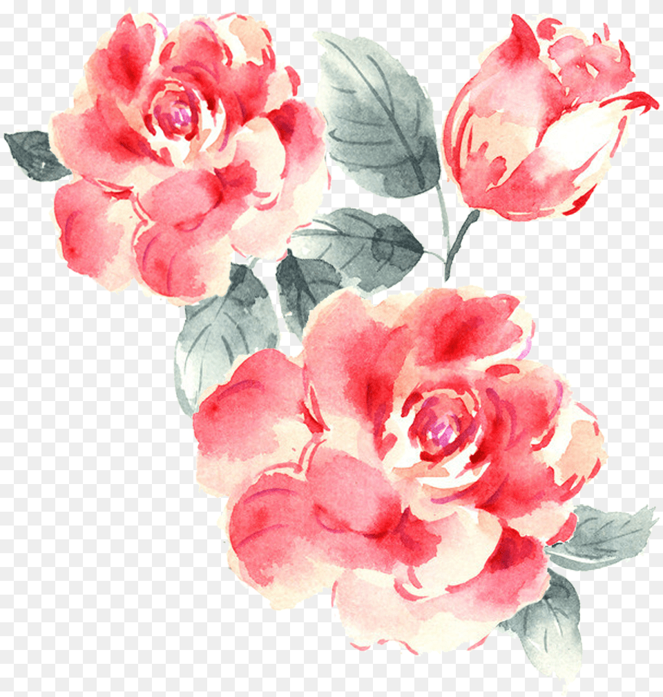 Rose Bush Roses Drawings, Flower, Plant, Petal, Carnation Png Image