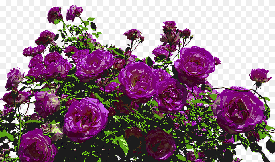 Rose Bush Transparent, Flower, Flower Arrangement, Flower Bouquet, Plant Png Image