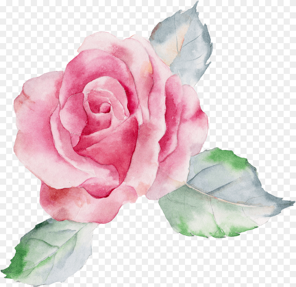 Rose Canvas Painting Flowers, Flower, Plant, Petal Free Transparent Png