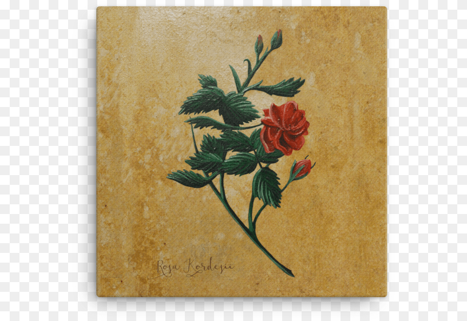 Rose Canvas Zinnia, Plant, Mail, Greeting Card, Flower Png