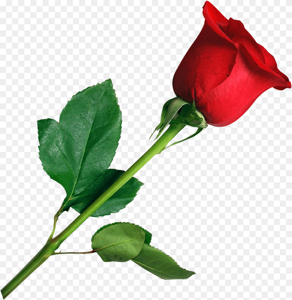 Rose Cb Rose, Flower, Plant Free Transparent Png