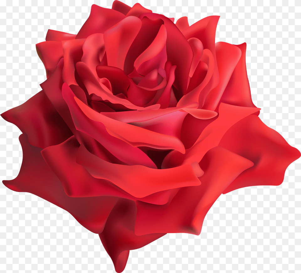 Rose China Flower Rose Png