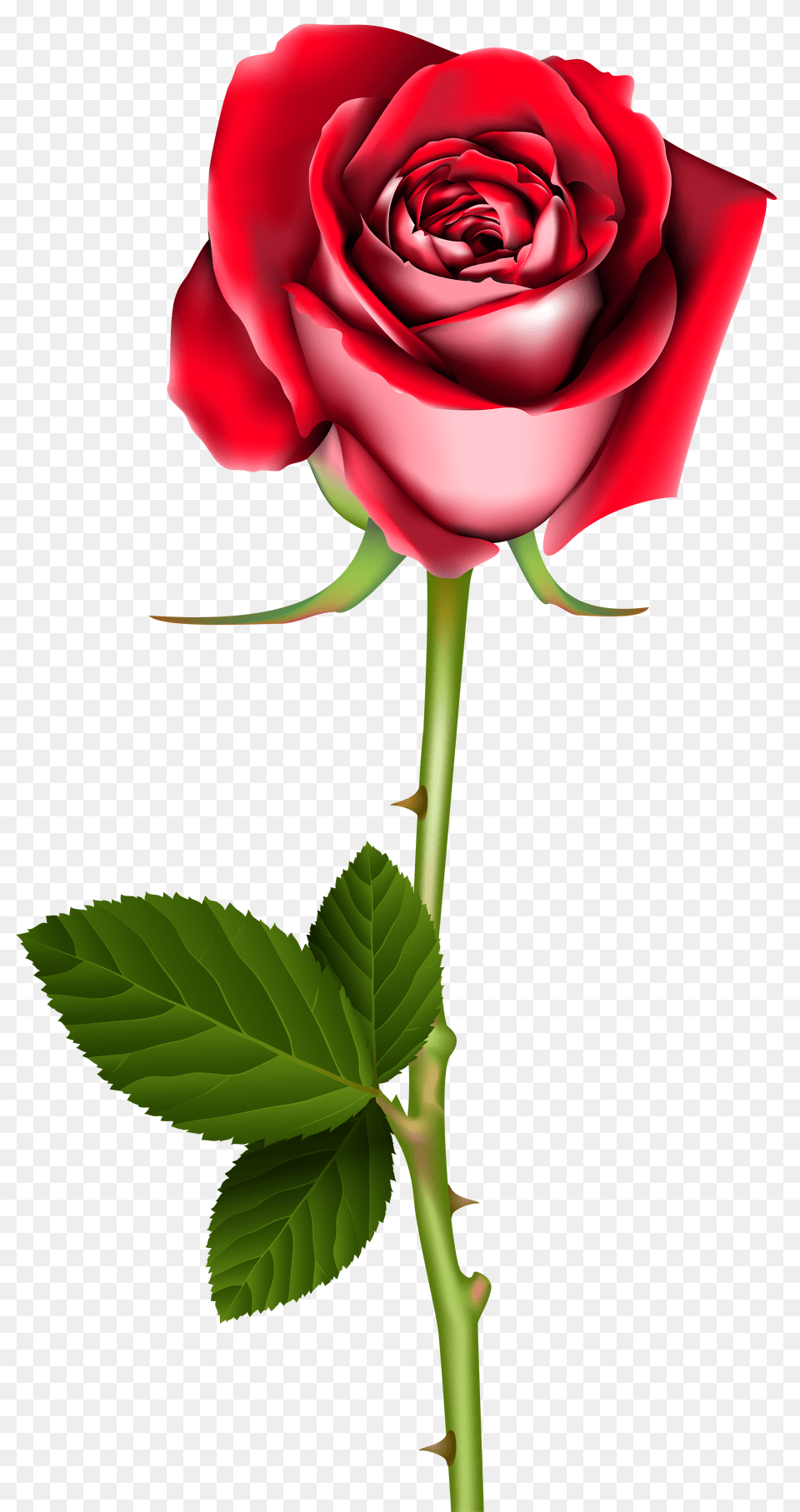 Rose Clip Art Free Transparent Png