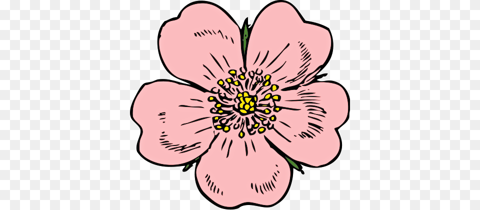 Rose Clip Art, Anemone, Anther, Flower, Petal Free Png