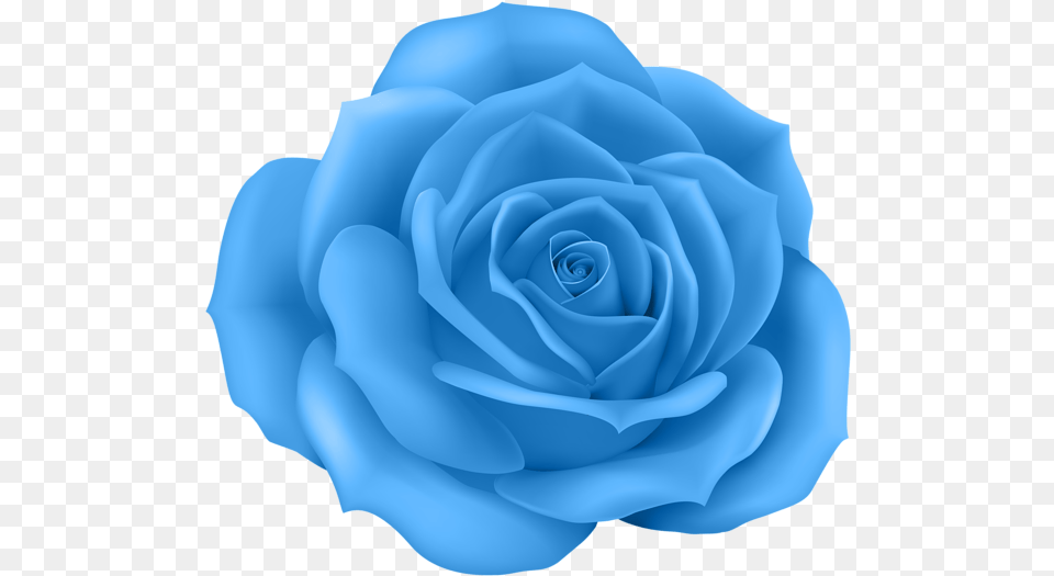 Rose Clip Art, Flower, Plant Png Image