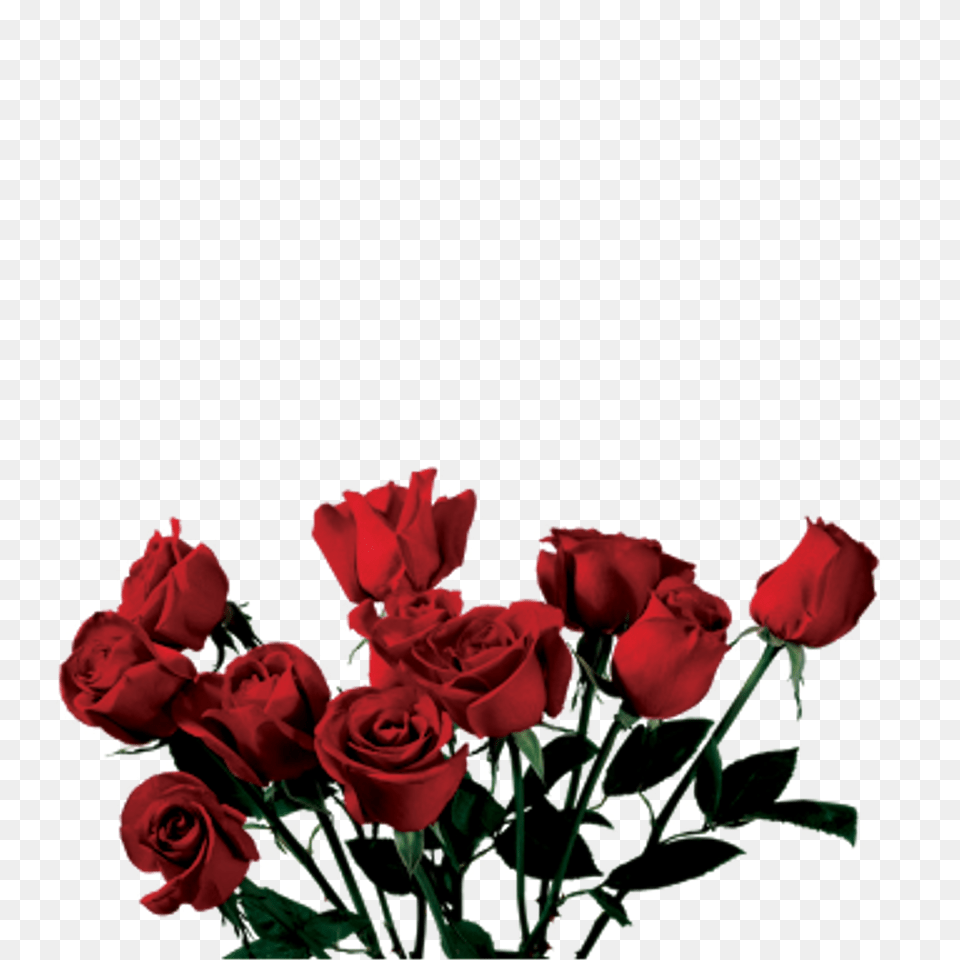 Rose Clip Art Aesthetic, Flower, Flower Arrangement, Flower Bouquet, Plant Png Image