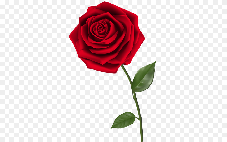 Rose Clip Art Single, Flower, Plant Png Image