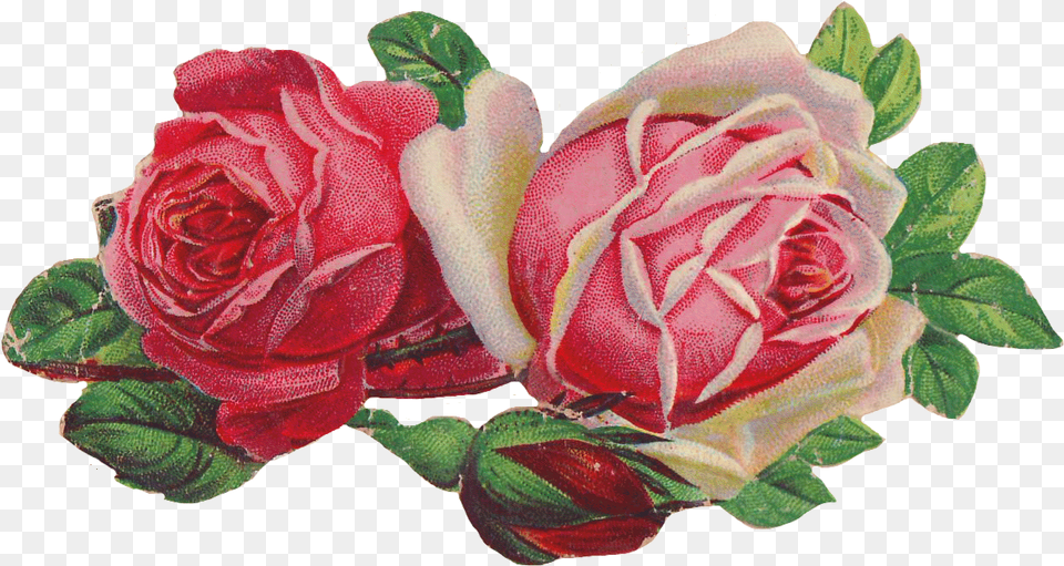 Rose Clip Art Victorian Victorian Rose Clip Art, Flower, Plant Png