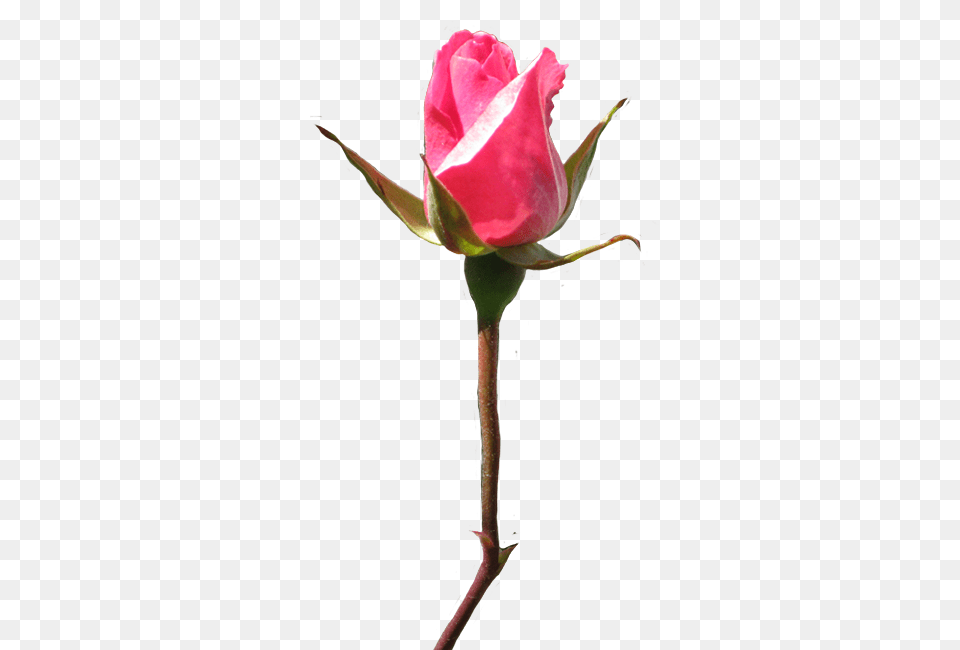 Rose Clipart, Bud, Flower, Plant, Sprout Free Png