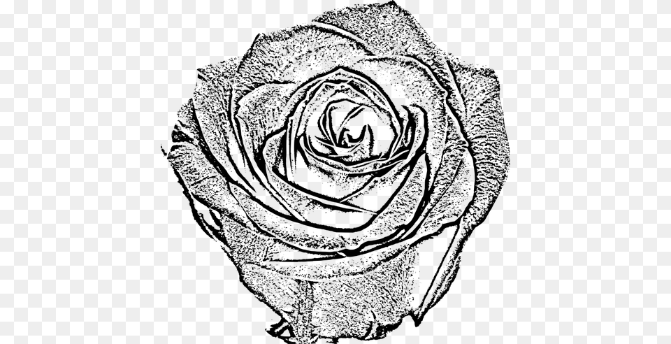 Rose Clipart, Gray Free Png