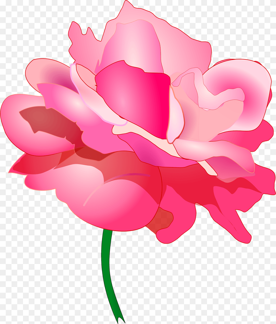 Rose Clipart, Carnation, Flower, Petal, Plant Png