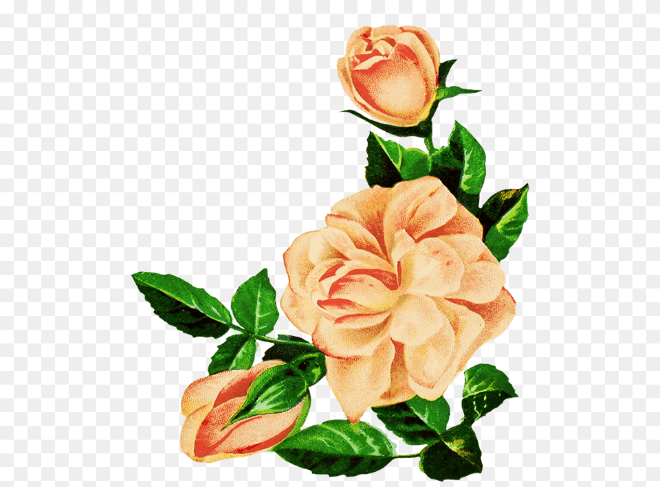 Rose Clipart, Flower, Plant, Art, Floral Design Png