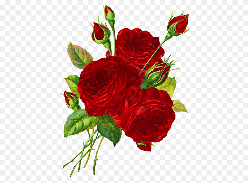 Rose Clipart, Art, Floral Design, Flower, Graphics Png Image