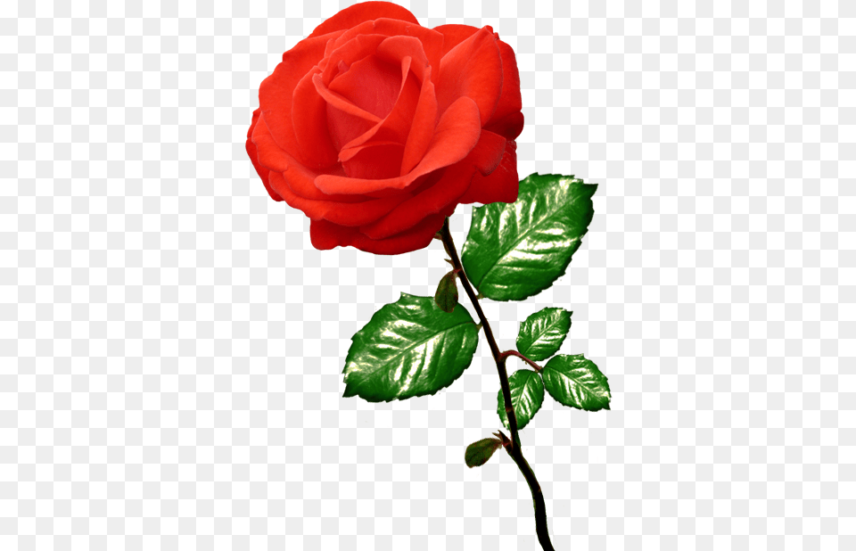 Rose Clipart, Flower, Plant Png Image