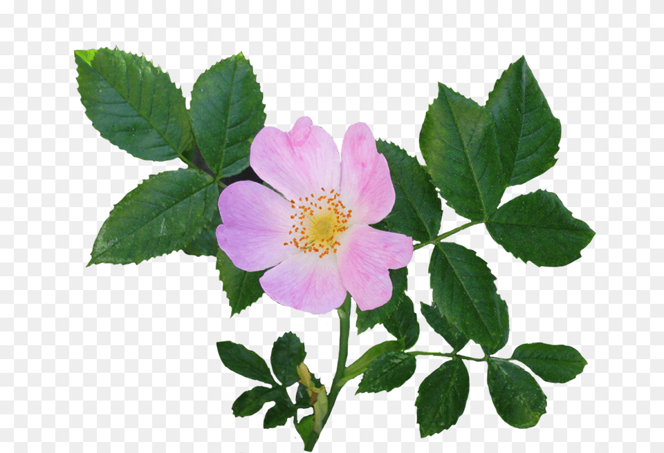 Rose Clipart, Anemone, Flower, Geranium, Leaf Free Png