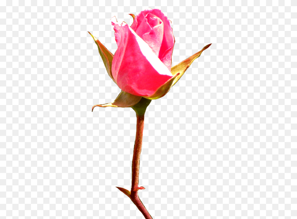 Rose Clipart, Bud, Flower, Plant, Sprout Free Png Download