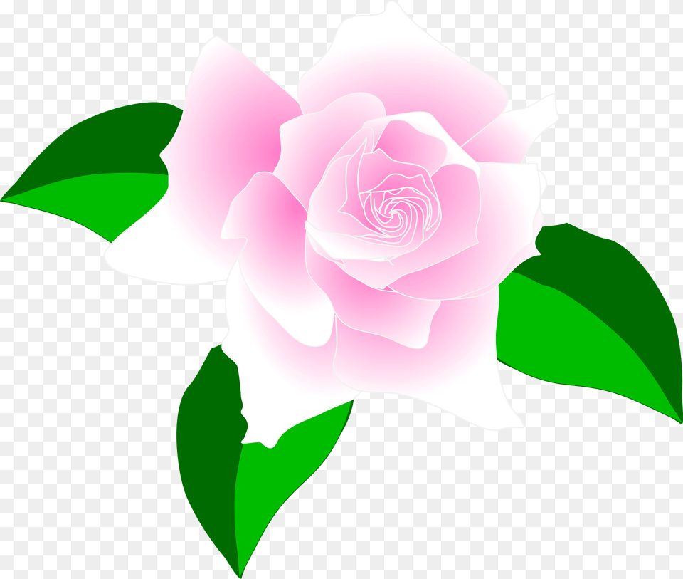 Rose Clipart, Flower, Plant, Petal Free Png