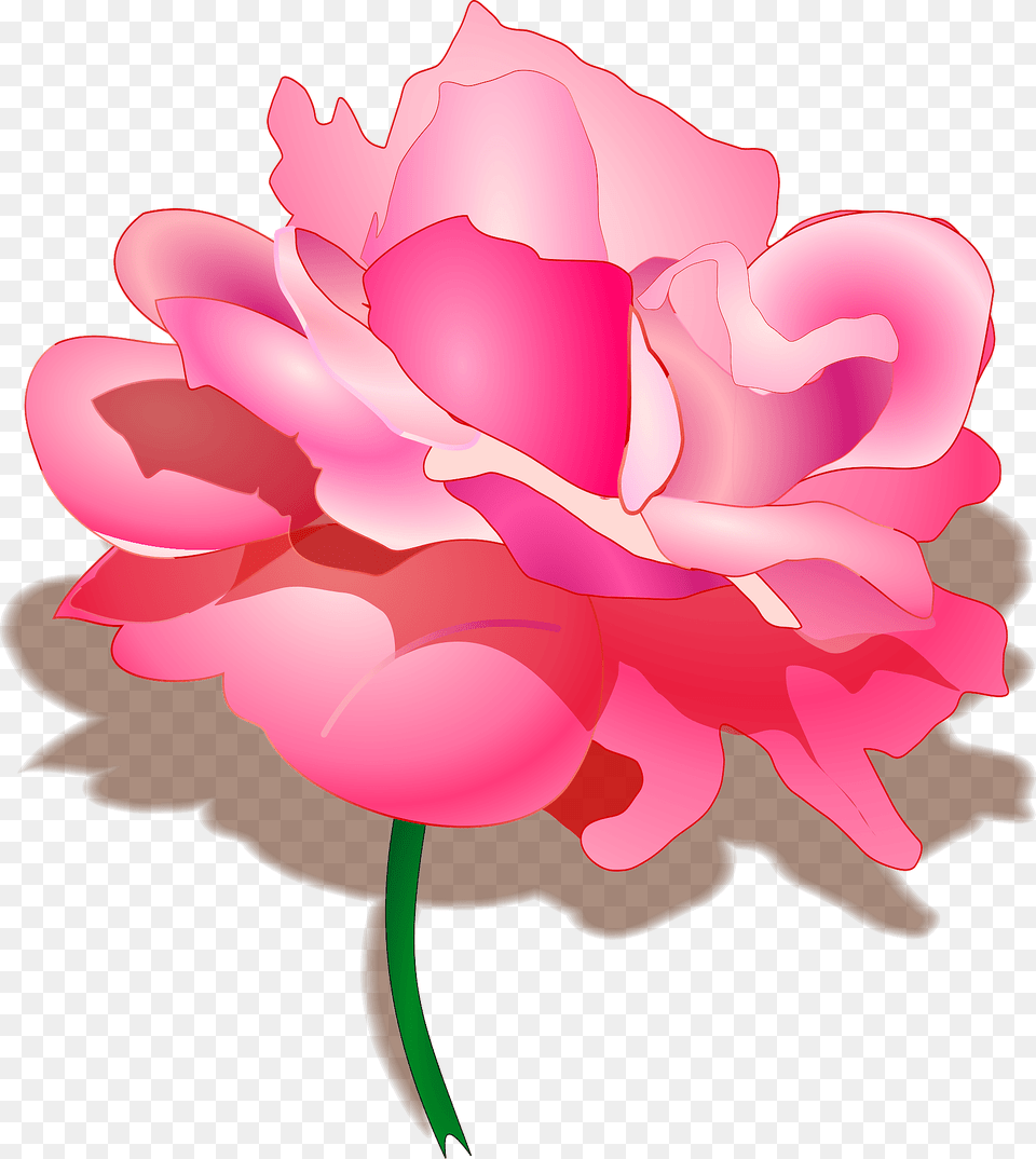 Rose Clipart, Carnation, Flower, Plant, Petal Free Transparent Png