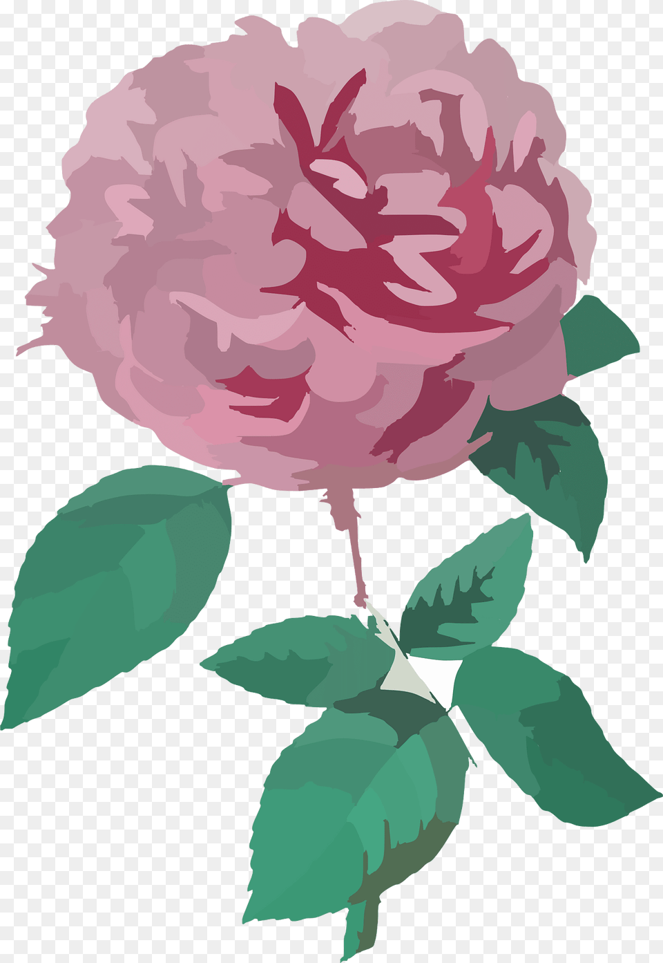 Rose Clipart, Carnation, Flower, Plant, Dahlia Png
