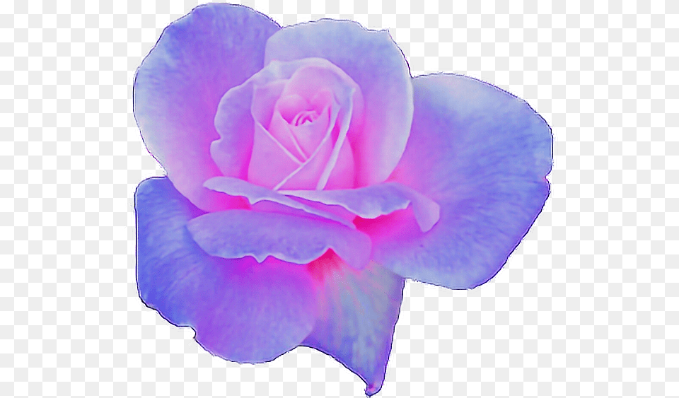 Rose Clipart Aesthetic Flower Aesthetic Purple Aesthetic Flower, Petal, Plant Png
