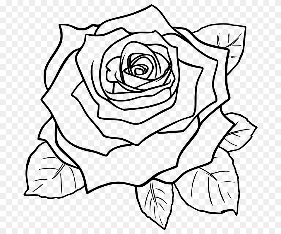Rose Clipart Black And White, Gray Free Png