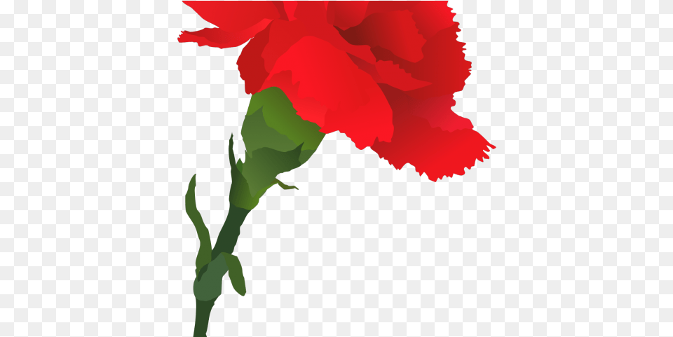 Rose Clipart Carnation Red Carnation Drawing, Flower, Plant, Person Free Png Download