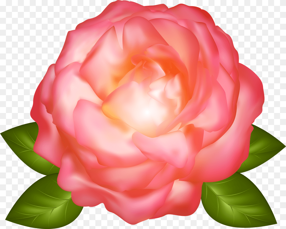 Rose Clipart Download Roses Png Image