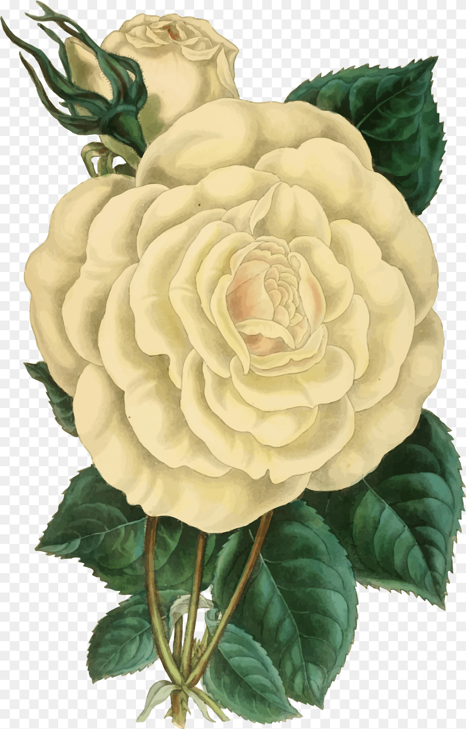 Rose Clipart Illustration Transparent Vintage Flower Illustration, Plant, Dahlia Free Png Download