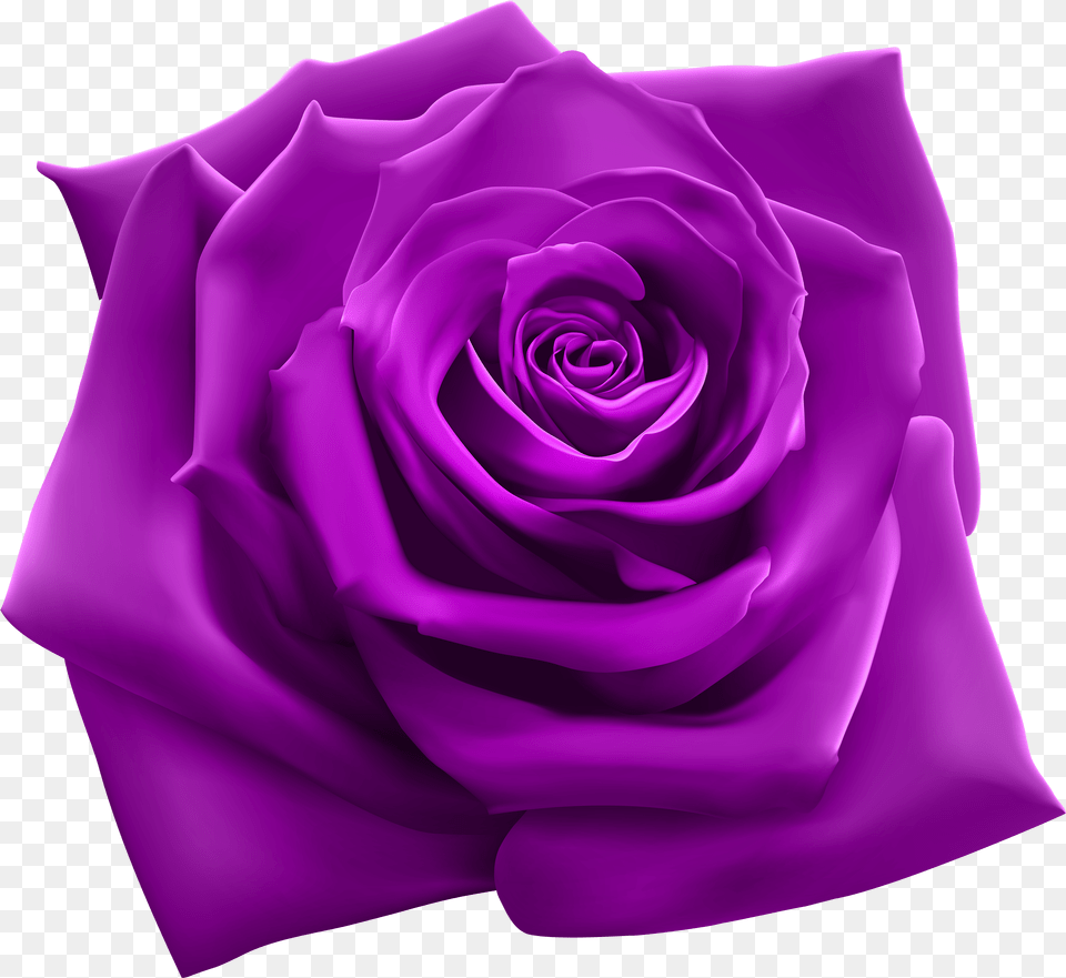 Rose Clipart Image Gallery Most Beautiful Rose Free Png Download