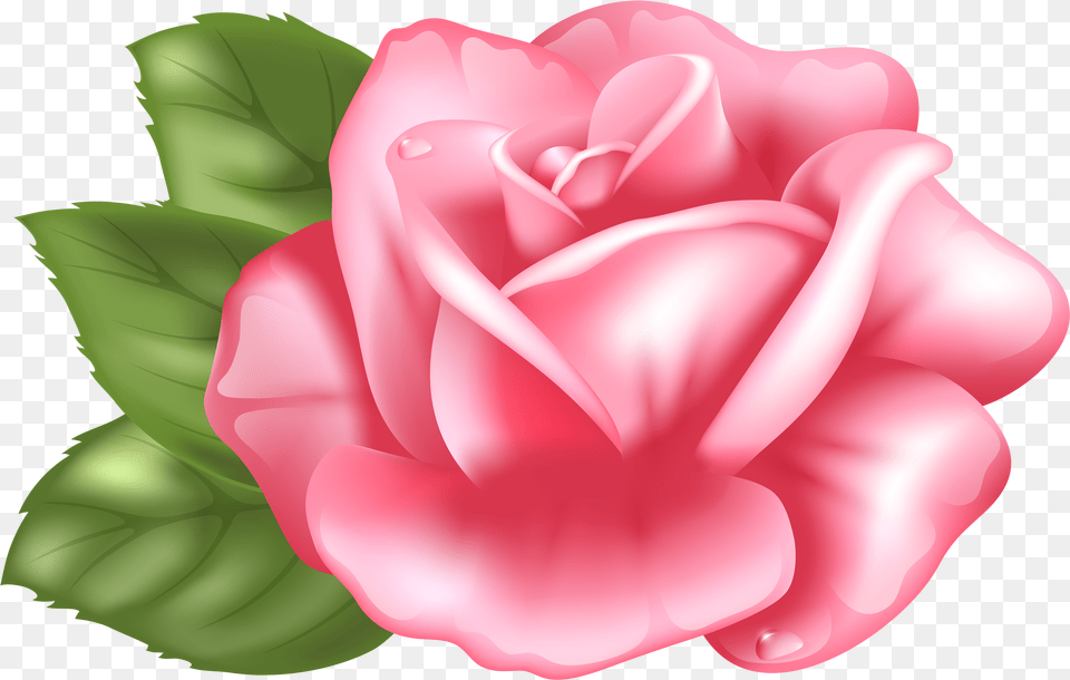 Rose Clipart Photo Download Pink Rose Clipart Transparent Background Free Png